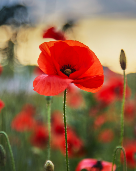 memorial day flower